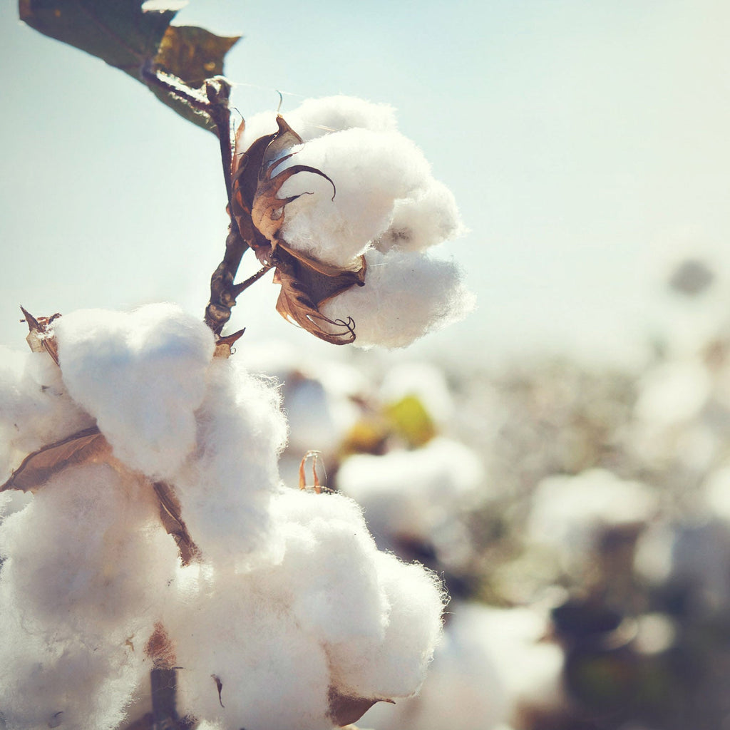 Advika's Eco-Friendly Fabrics: Comfort You Can Feel Good About